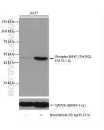 Phospho-MEK1 (Thr292) Monoclonal antibody proteintech 67873-1-Ig