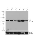 IRF3 Monoclonal antibody proteintech 66670-1-Ig