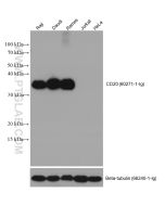 CD20 Monoclonal antibody proteintech 60271-1-Ig