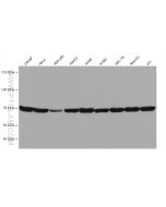 Hsc70 Monoclonal antibody proteintech 66442-1-Ig