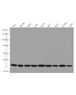Cyclin H Monoclonal antibody proteintech 67065-1-Ig