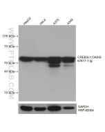 CREB3L1,OASIS Monoclonal antibody proteintech 67617-1-Ig