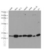 ID1 Monoclonal antibody proteintech 67827-1-Ig
