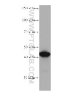 CKB/CKM Monoclonal antibody proteintech 66764-1-Ig
