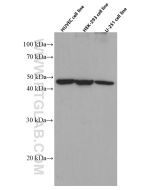 EXOC3L2 Monoclonal antibody proteintech 66537-1-Ig