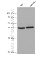 SCGF Monoclonal antibody proteintech 60295-1-Ig