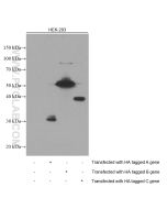 HA Tag Monoclonal antibody proteintech 66006-2-Ig