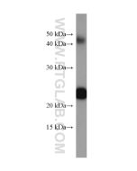 luciferase Monoclonal antibody proteintech 67293-1-Ig
