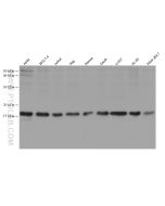 IL-17A Monoclonal antibody proteintech 66148-1-Ig
