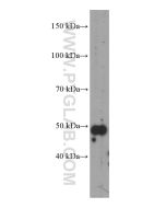TRIM44 Monoclonal antibody proteintech 66249-1-Ig