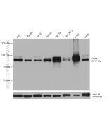 STAT6 Monoclonal antibody proteintech 66717-1-Ig