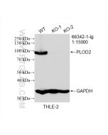 PLOD2 Monoclonal antibody proteintech 66342-1-Ig