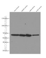 YY1 Monoclonal antibody proteintech 66281-1-Ig
