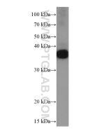 Clusterin Monoclonal antibody proteintech 66109-1-Ig