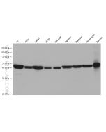 KLK11 Monoclonal antibody proteintech 67427-1-Ig