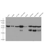 PAX6 Monoclonal antibody proteintech 67529-1-Ig