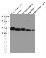 HSP20 Monoclonal antibody proteintech 67327-1-Ig