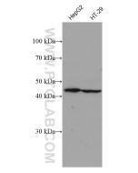 FFAR3 Monoclonal antibody proteintech 66811-1-Ig