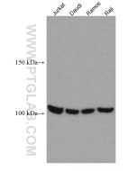 NFATC1 Monoclonal antibody proteintech 66963-1-Ig