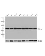 U2AF2/U2AF65 Monoclonal antibody proteintech 68166-1-Ig