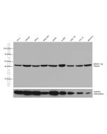 PA2G4 Monoclonal antibody proteintech 66055-1-Ig