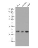 RHOA Monoclonal antibody proteintech 66733-1-Ig
