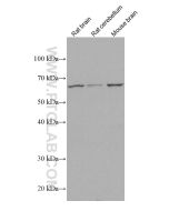 EAAT2 Monoclonal antibody proteintech 67083-1-Ig