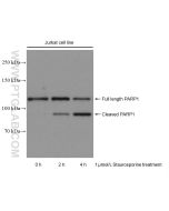 PARP1 Recombinant monoclonal antibody proteintech 80174-1-RR