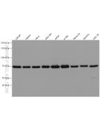 METTL3 Recombinant monoclonal antibody proteintech 80323-1-RR