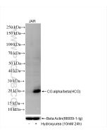hCG Alpha Recombinant monoclonal antibody proteintech 85800-9-RR