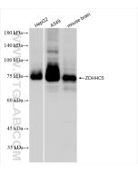 ZDHHC5 Recombinant monoclonal antibody proteintech 84803-4-RR