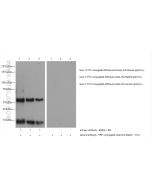 FITC Recombinant monoclonal antibody proteintech 80003-1-RR