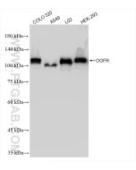OGFR Recombinant monoclonal antibody proteintech 85998-1-RR