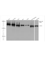 MYH9 Recombinant monoclonal antibody proteintech 81204-1-RR