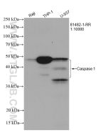 Caspase 1 Recombinant monoclonal antibody proteintech 81482-1-RR