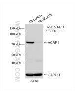 ACAP1 Recombinant monoclonal antibody proteintech 82967-1-RR