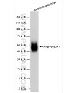 NKp46/NCR1 Recombinant monoclonal antibody proteintech 84416-5-RR