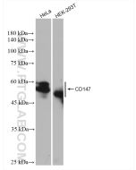 CD147 Recombinant monoclonal antibody proteintech 82909-7-RR