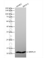 MRPL51 Recombinant monoclonal antibody proteintech 83565-1-RR
