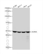 AURKA Recombinant monoclonal antibody proteintech 82906-2-RR