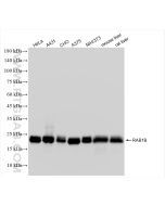 RAB1B Recombinant monoclonal antibody Proteintech  83687-4-RR
