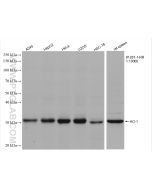 HO-1 Recombinant monoclonal antibody proteintech 81281-1-RR