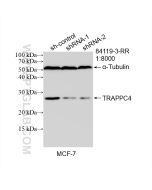 TRAPPC4 Recombinant monoclonal antibody proteintech 84119-3-RR