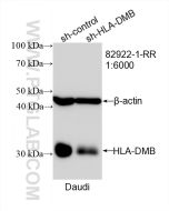 HLA-DMB Recombinant monoclonal antibody proteintech 82922-1-RR