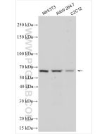 cGAS Recombinant monoclonal antibody proteintech 84045-1-RR