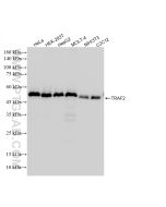 TRAF2 Recombinant monoclonal antibody Proteintech  84581-3-RR