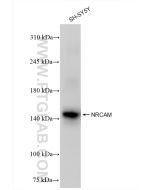 NRCAM Recombinant monoclonal antibody proteintech 84690-1-RR
