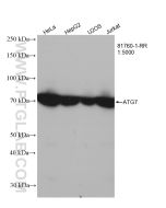 ATG7 Recombinant monoclonal antibody proteintech 81760-1-RR