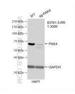 PAK4 Recombinant monoclonal antibody Proteintech  83761-5-RR