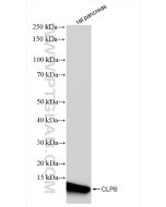 CLPS Recombinant monoclonal antibody proteintech 84224-2-RR